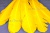 Декоративный Пучок из перьев, перо 23см/желтый - купить в Норильске. Цена: 12.19 руб.