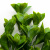 Трава искусственная -1, шт (эвкалипт лист 32 см/8 см)				 - купить в Норильске. Цена: 171.67 руб.